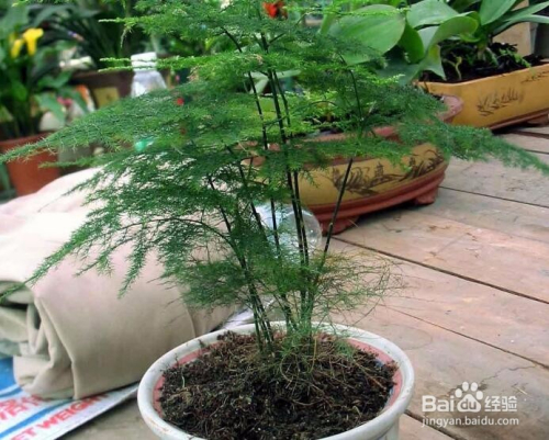 文竹有灵性的表现 文竹有灵性的表现